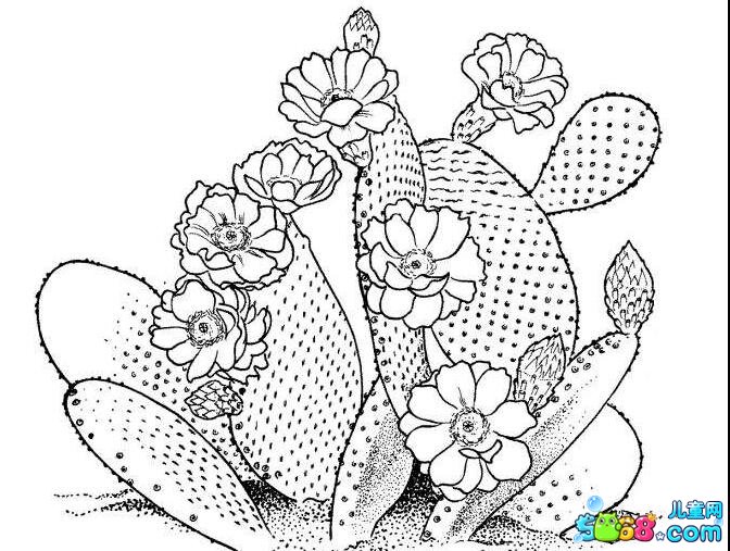 开花仙人掌简笔画