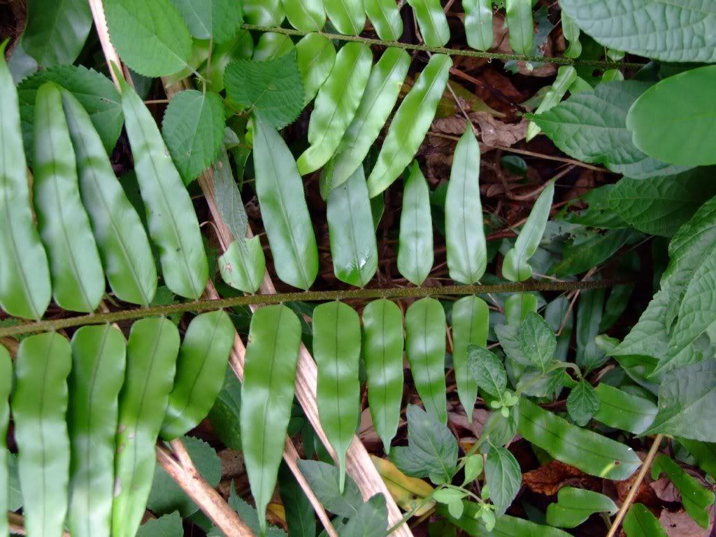 长叶肾蕨图片
