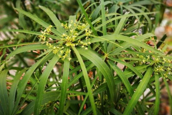 风车草什么时候开花，风车草花语是什么/果敢坚韧/夏秋开花