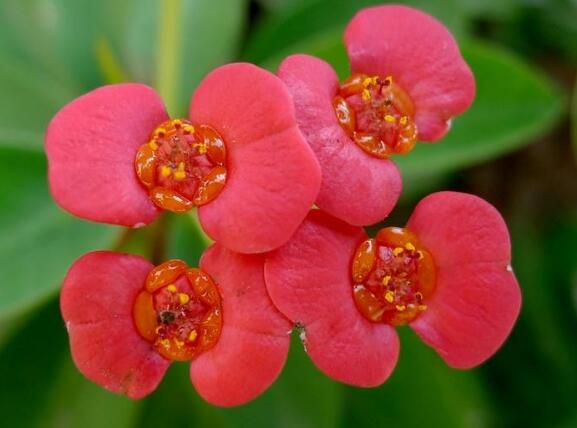 刺梅花有毒吗，刺梅花适合家里养么/有毒/在家养殖有利有弊