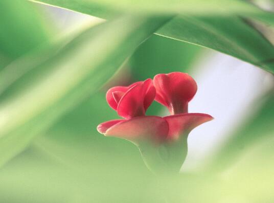 刺梅花有毒吗，刺梅花适合家里养么/有毒/在家养殖有利有弊
