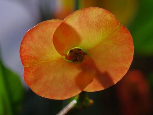 刺梅花有毒吗，刺梅花适合家里养么/有毒/在家养殖有利有弊