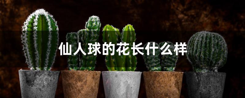 仙人球的花长什么样