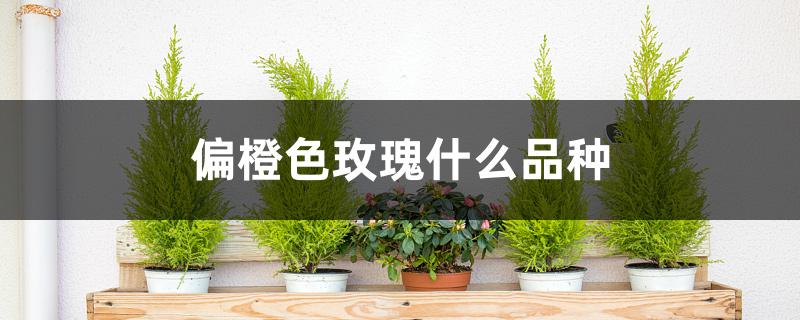 偏橙色玫瑰什么品种