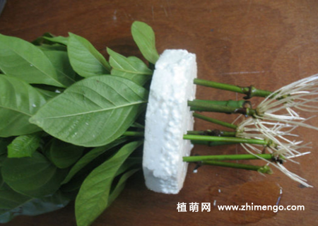 栀子花水插步骤，栀子花水插注意事项