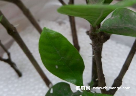 栀子花水插步骤，栀子花水插注意事项