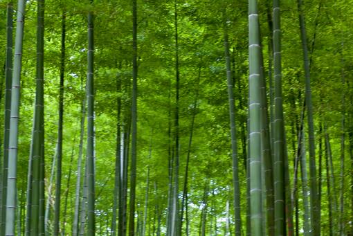 竹子意义是什么？开花意味着什么？需要多长时间能长成材？