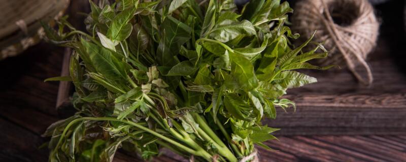 适合人工种植的野菜