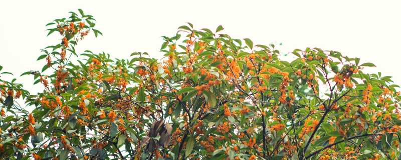 桂花一年开几次花