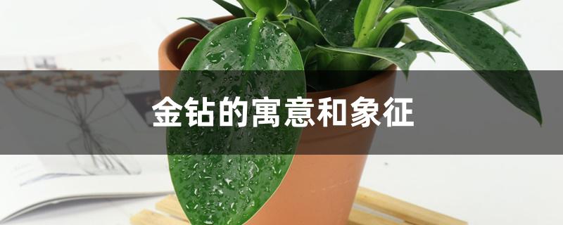 金钻的寓意和象征