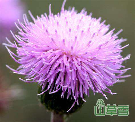 泥胡菜可以吃吗？有没有毒