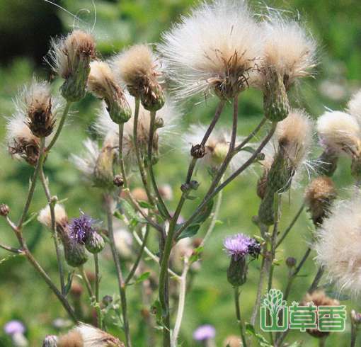 泥胡菜可以吃吗？有没有毒