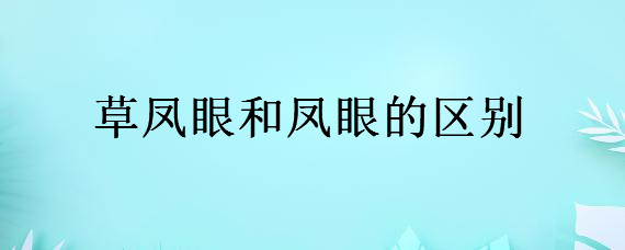 草凤眼和凤眼的区别有哪些？