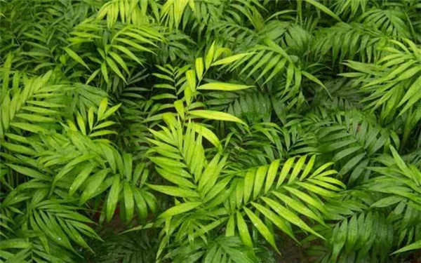 袖珍椰子和散尾葵的区别 哪个好养