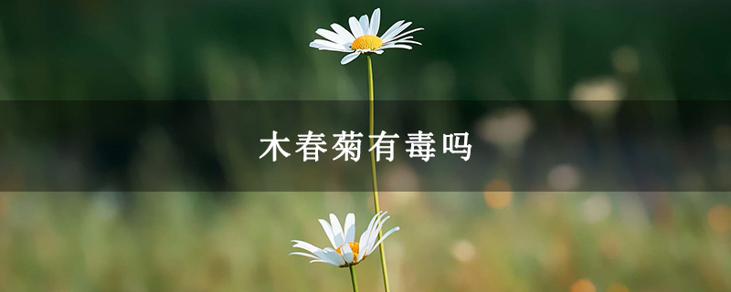 木春菊有毒吗
