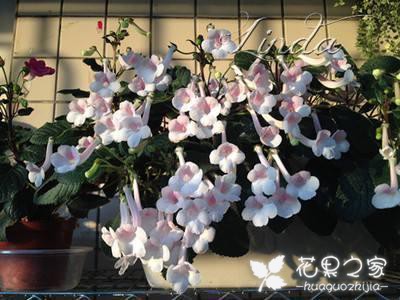 盆栽迷你岩桐扦插小办法，多晒太阳多浇水，一年能插一大盆