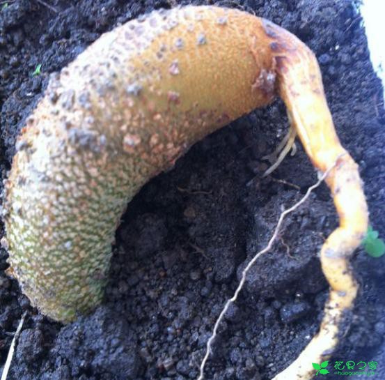 榴莲籽扔土里没想到长出了小盆栽！还结了一颗迷你榴莲！ …