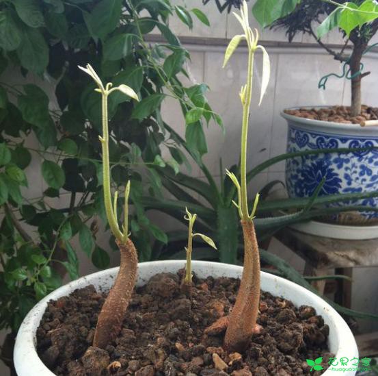 榴莲籽扔土里没想到长出了小盆栽！还结了一颗迷你榴莲！ …