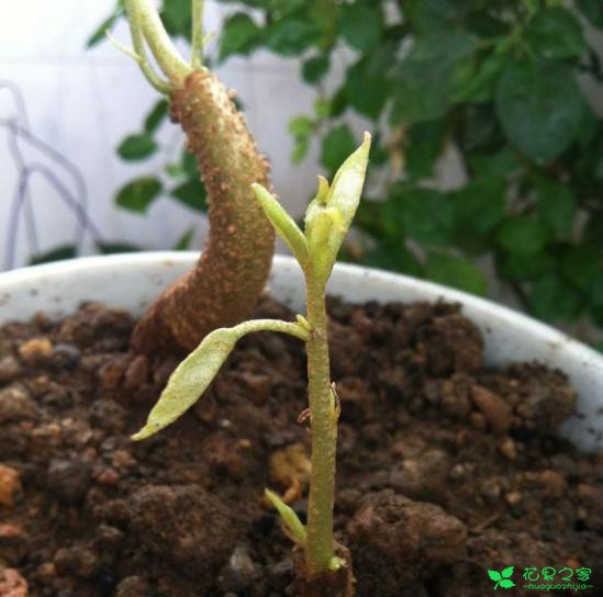 榴莲籽扔土里没想到长出了小盆栽！还结了一颗迷你榴莲！ …
