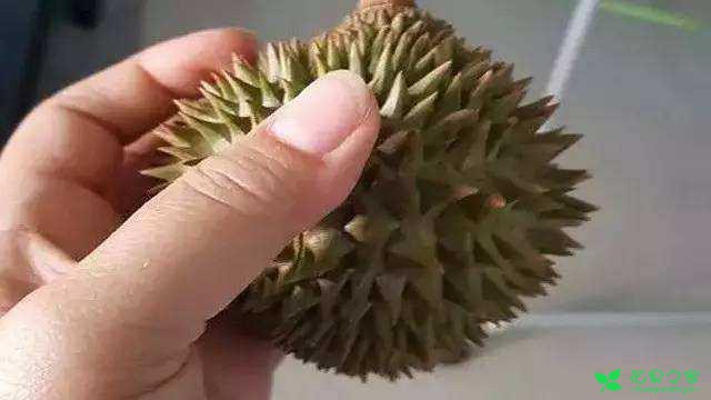 榴莲籽扔土里没想到长出了小盆栽！还结了一颗迷你榴莲！ …