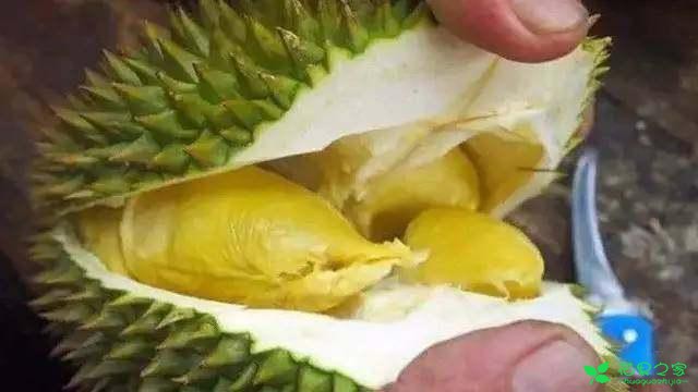 榴莲籽扔土里没想到长出了小盆栽！还结了一颗迷你榴莲！ …