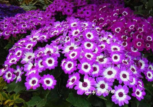 瓜叶菊怎么浇水 开花后怎么处理