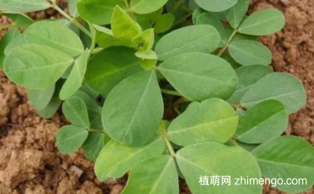 花生种下去要浇水吗？