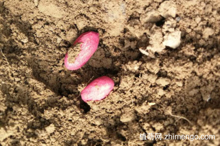 花生种下去要浇水吗？