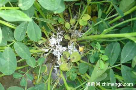 花生种下去要浇水吗？