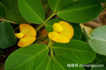 花生种下去要浇水吗？