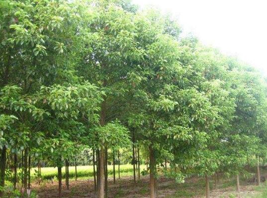 适宜种植庭院的4个树种