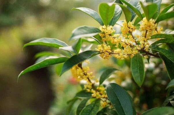 适宜种植庭院的4个树种