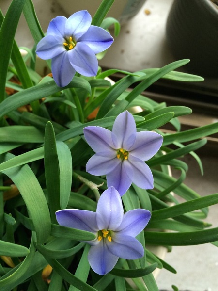 花韭的种植方法
