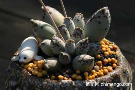 海豹多肉的养殖方法和注意事项