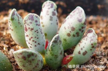 海豹多肉的养殖方法和注意事项