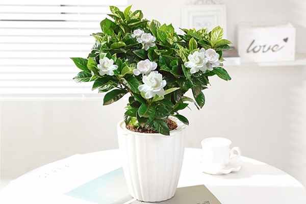 栀子花怎样水培生根 具体步骤有哪些