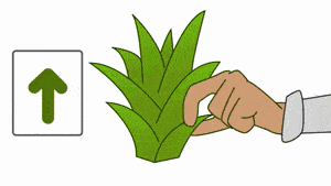 如何种菠萝 教你种菠萝教程