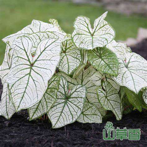 彩叶芋的养殖方法和注意事项