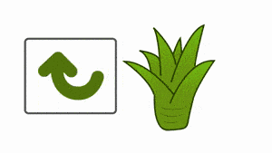 如何种菠萝 教你种菠萝教程