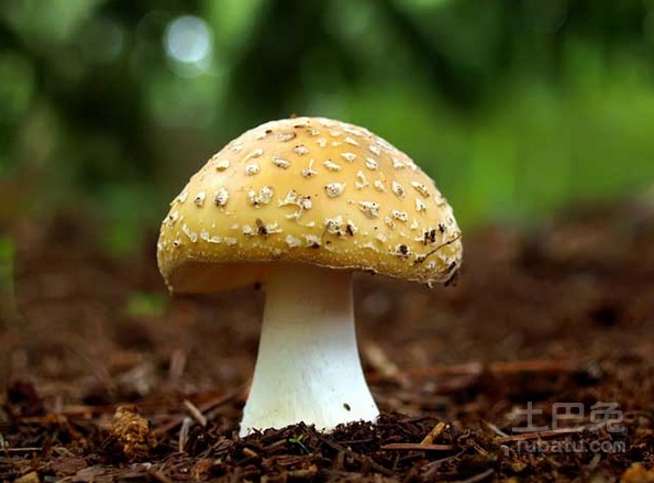 牛肝菌种植技术，高成品率方法推荐