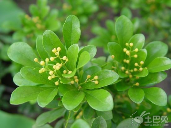 米兰花的养殖方法