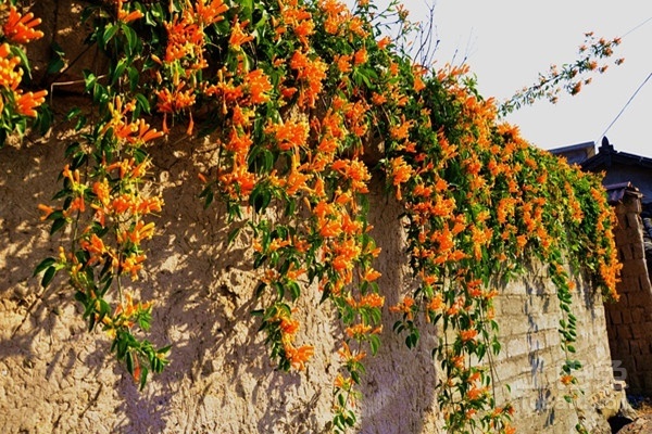鞭炮花种植技术的解析