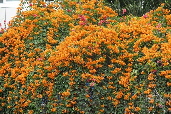 鞭炮花种植技术的解析