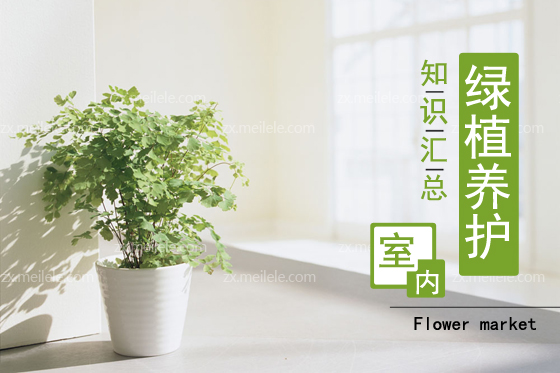 室内绿植养护知识汇总,让你轻松变绿植达人