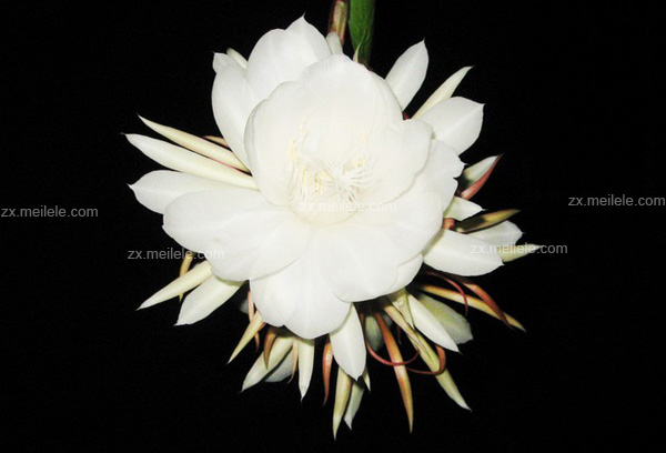 昙花有没有药用价值,昙花的养殖方法