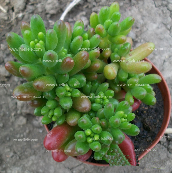 多肉植物怎么养,有哪些注意事项
