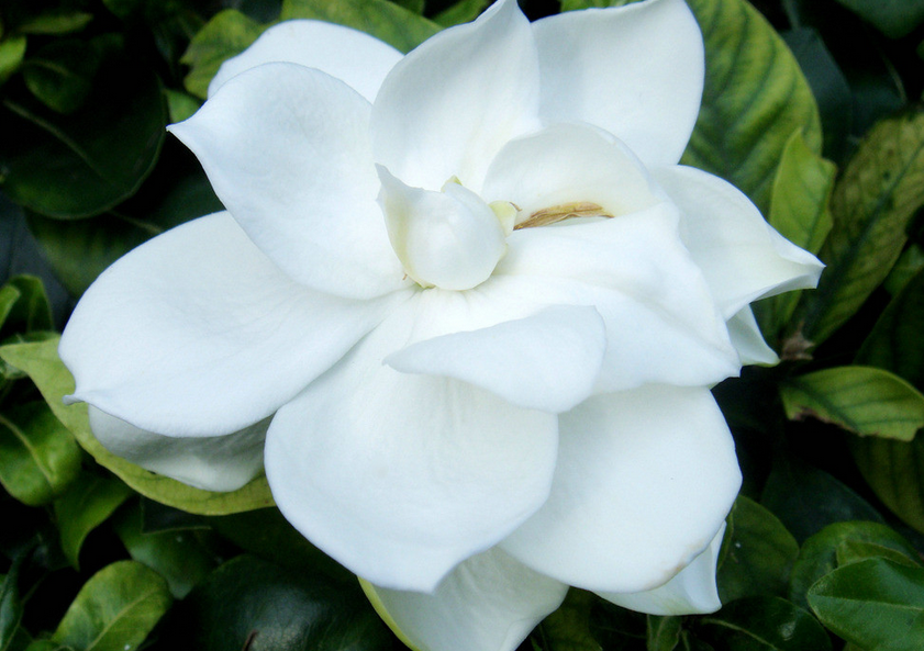 盆栽栀子花的养殖方法 怎样盆栽栀子花