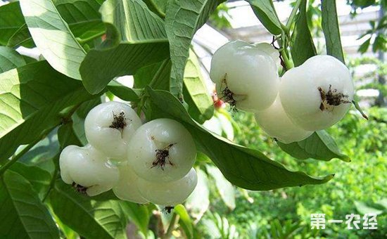 莲雾种植怎么套袋？莲雾的套袋技术