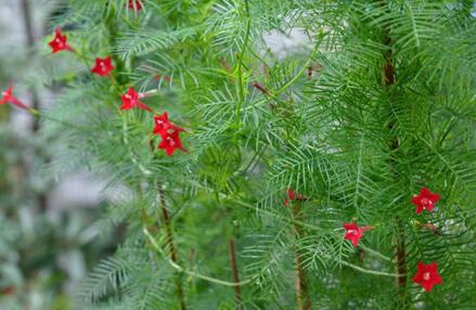 莺萝种植，莺萝花什么时候种植