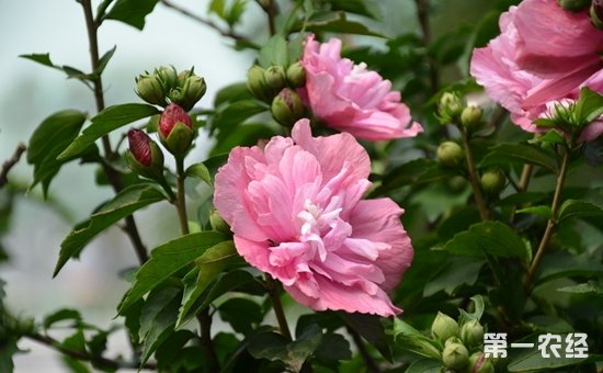 北方常见花灌木有哪些？
